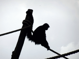 Red-faced Spider Monkey at the Rainforest area at the GaiaZOO