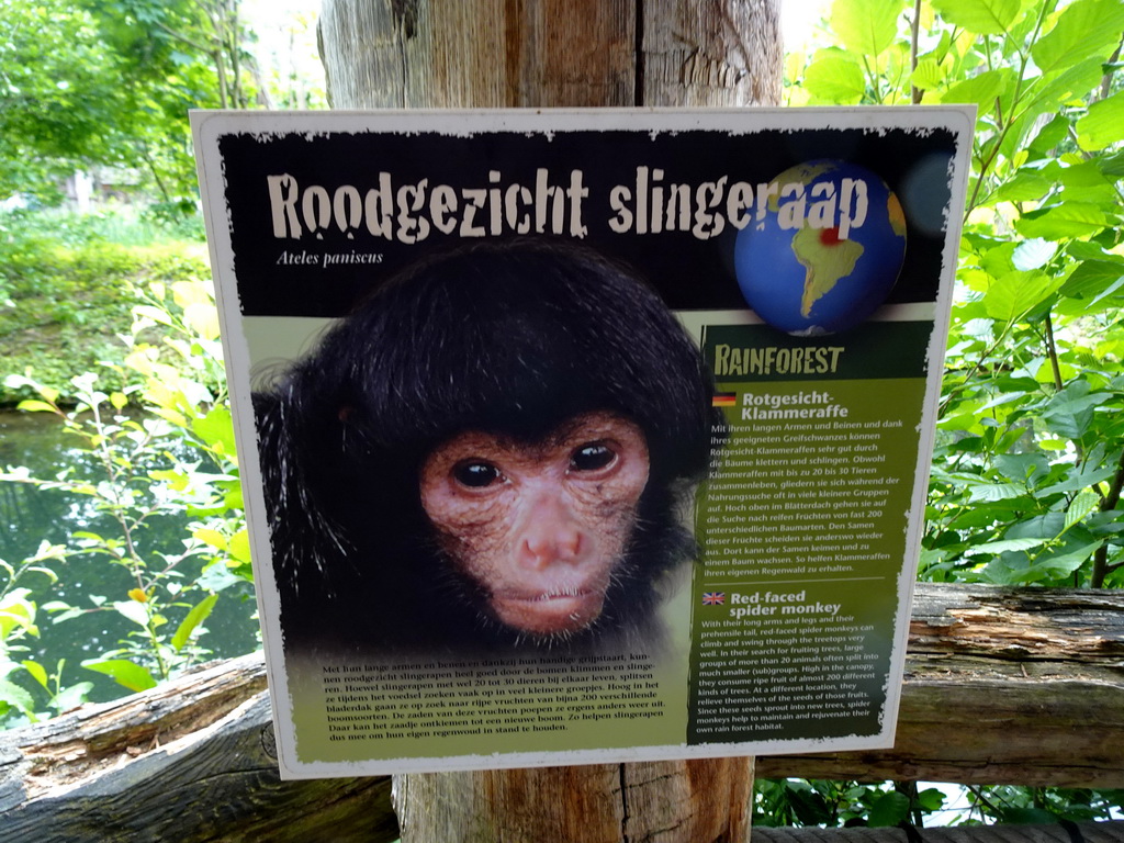 Explanation on the Red-faced Spider Monkey at the Rainforest area at the GaiaZOO