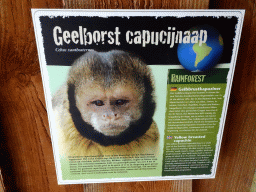 Explanation on the Yellow-breasted Capuchin at the Rainforest area at the GaiaZOO