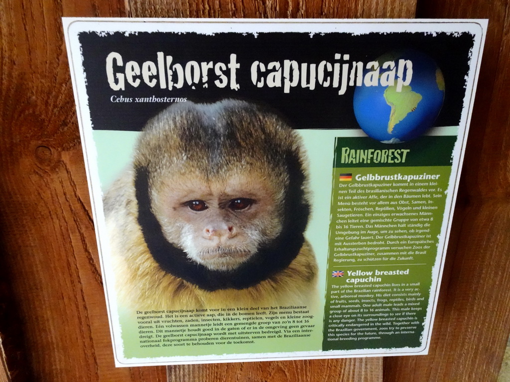 Explanation on the Yellow-breasted Capuchin at the Rainforest area at the GaiaZOO