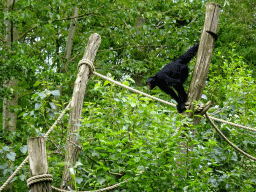 Red-faced Spider Monkey at the Rainforest area at the GaiaZOO