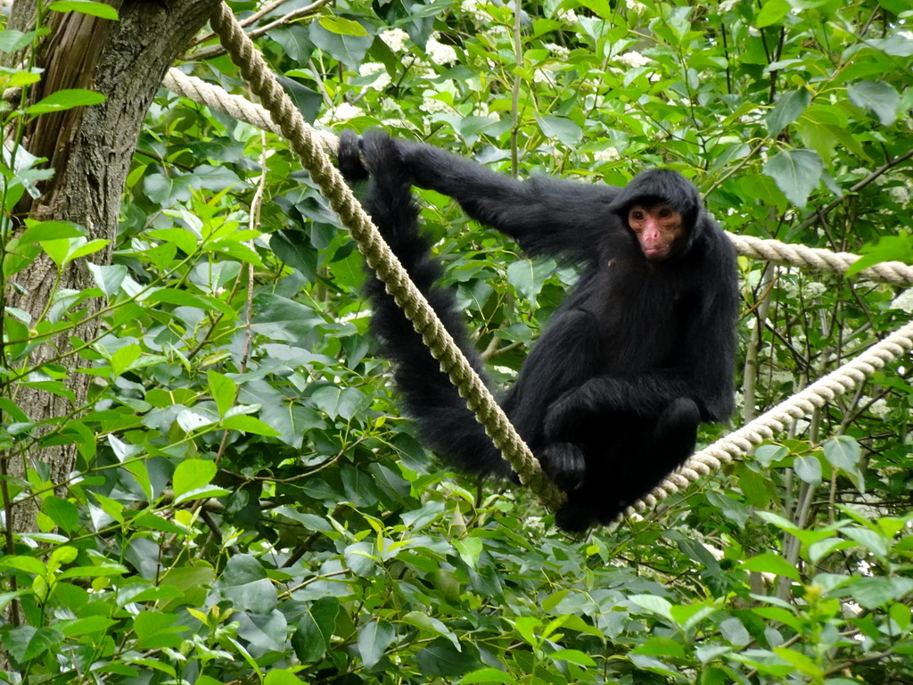 Red-faced Spider Monkey at the Rainforest area at the GaiaZOO