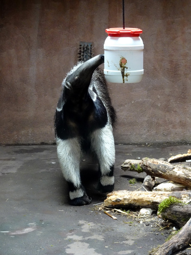 Giant Anteater at the Rainforest area at the GaiaZOO