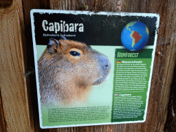 Explanation on the Capybara at the Rainforest area at the GaiaZOO