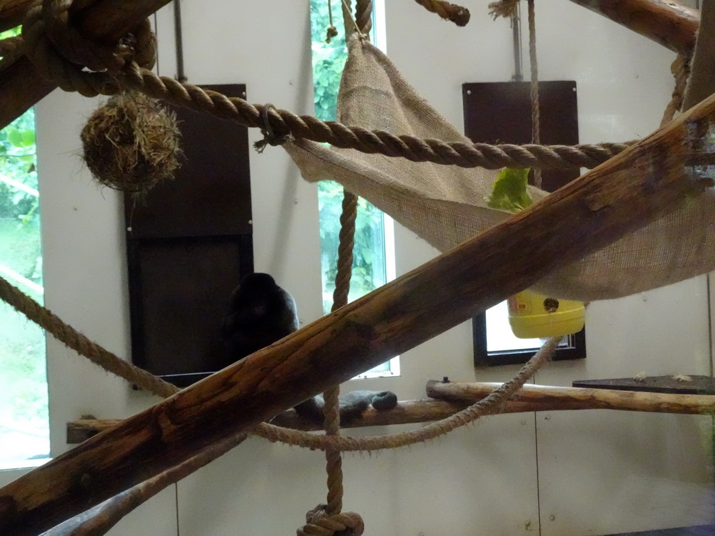 Woolly Monkey at the Woolly Monkey building at the Rainforest area at the GaiaZOO