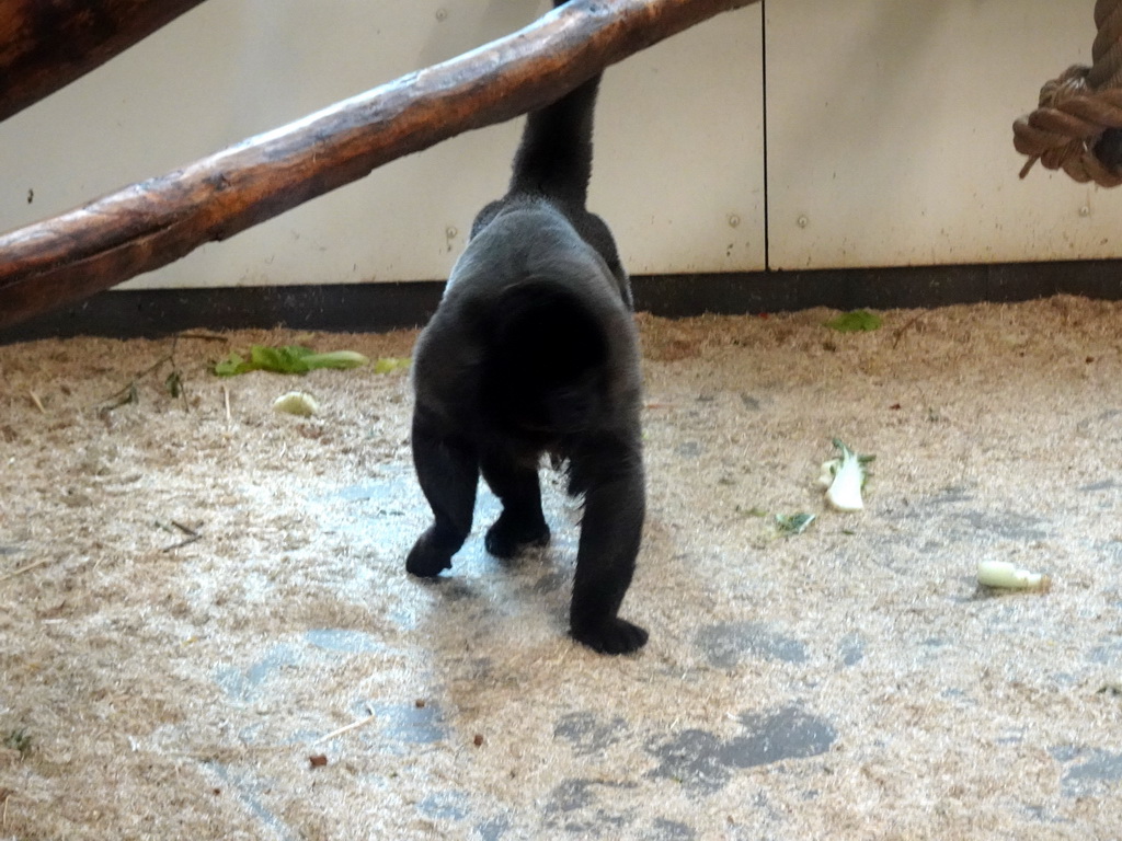 Woolly Monkey at the Woolly Monkey building at the Rainforest area at the GaiaZOO