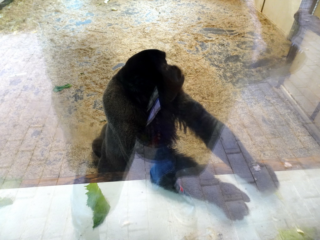 Woolly Monkey at the Woolly Monkey building at the Rainforest area at the GaiaZOO