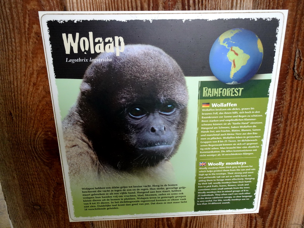 Explanation on the Woolly Monkey at the Woolly Monkey building at the Rainforest area at the GaiaZOO