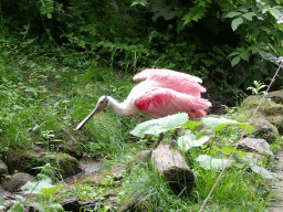 Roseate Spoonbill at the Rainforest area at the GaiaZOO