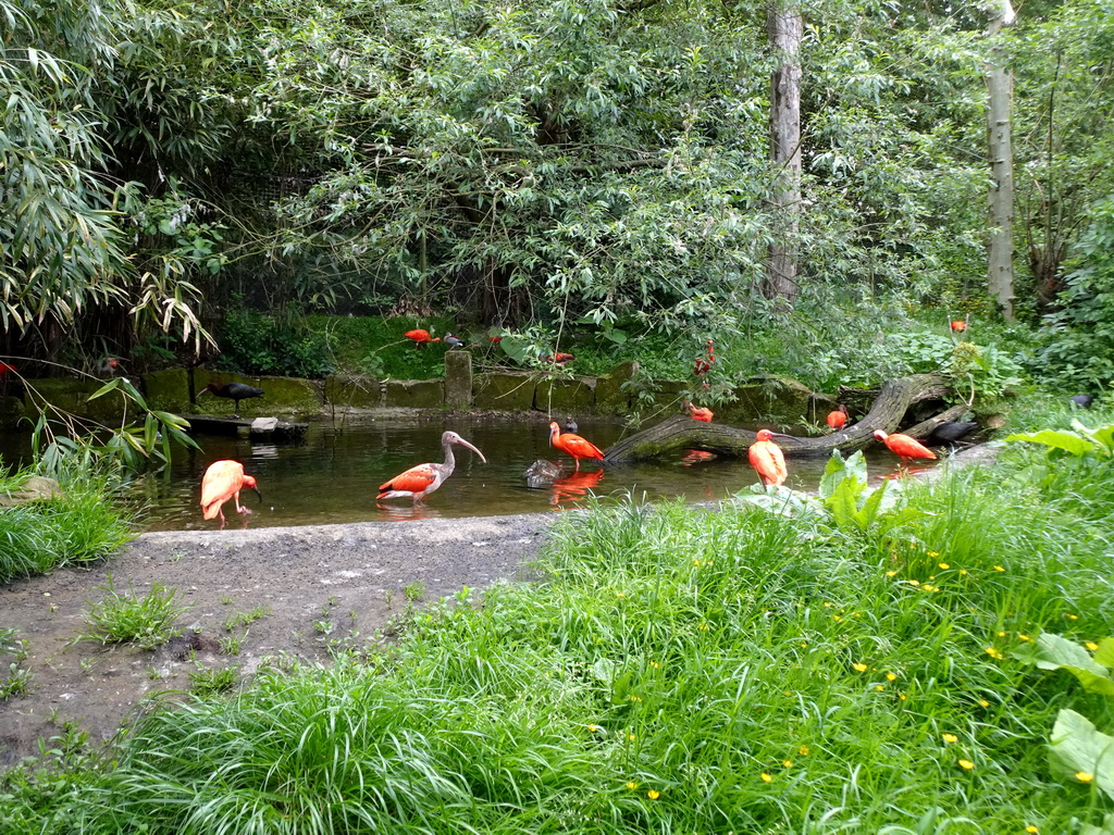 Scarlet Ibises at the Rainforest area at the GaiaZOO
