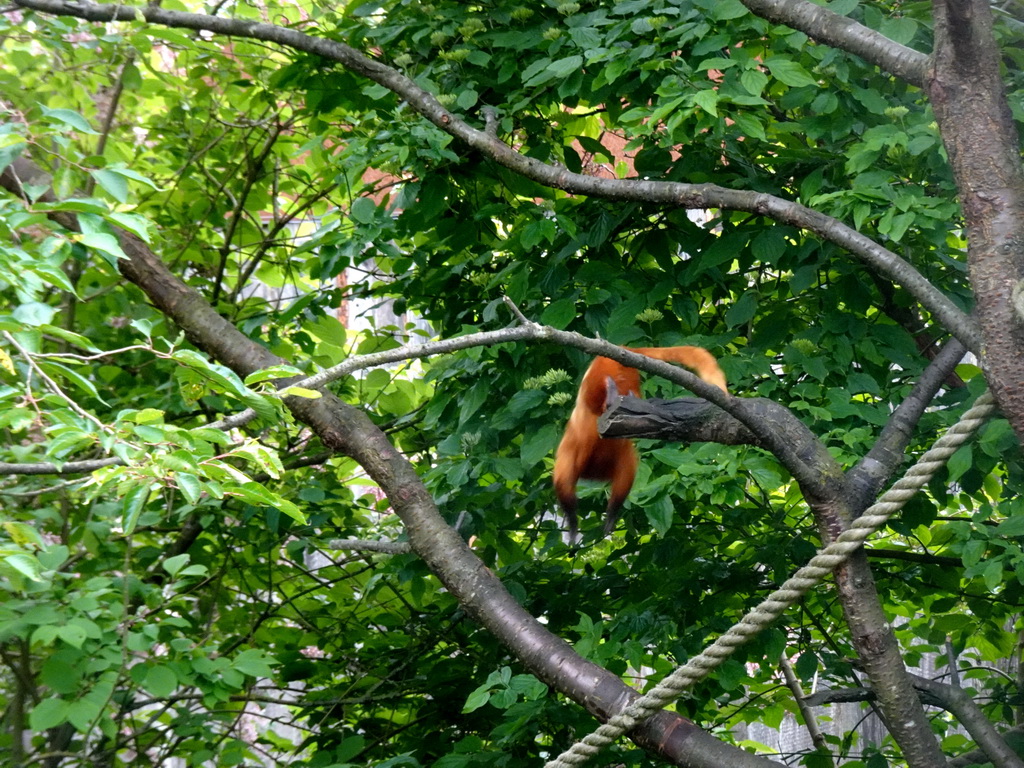 Golden Lion Tamarin at the Rainforest area at the GaiaZOO