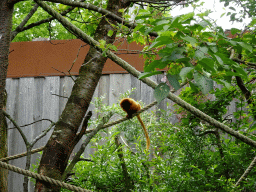 Golden Lion Tamarin at the Rainforest area at the GaiaZOO