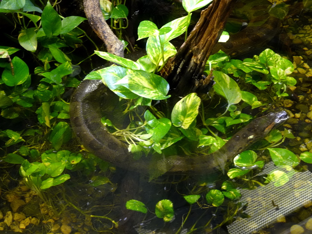 Snake at the Terrarium at the Rainforest area at the GaiaZOO