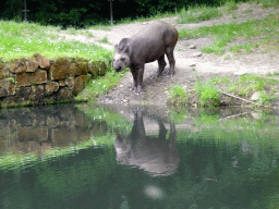 Tapir at the Rainforest area at the GaiaZOO