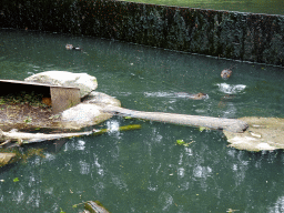 Coypus at the Taiga area at the GaiaZOO