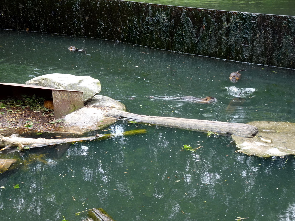 Coypus at the Taiga area at the GaiaZOO