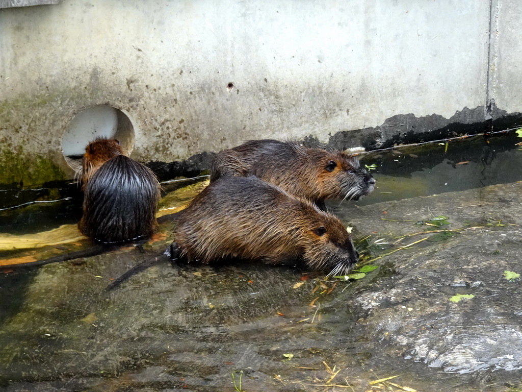 Coypus at the Taiga area at the GaiaZOO