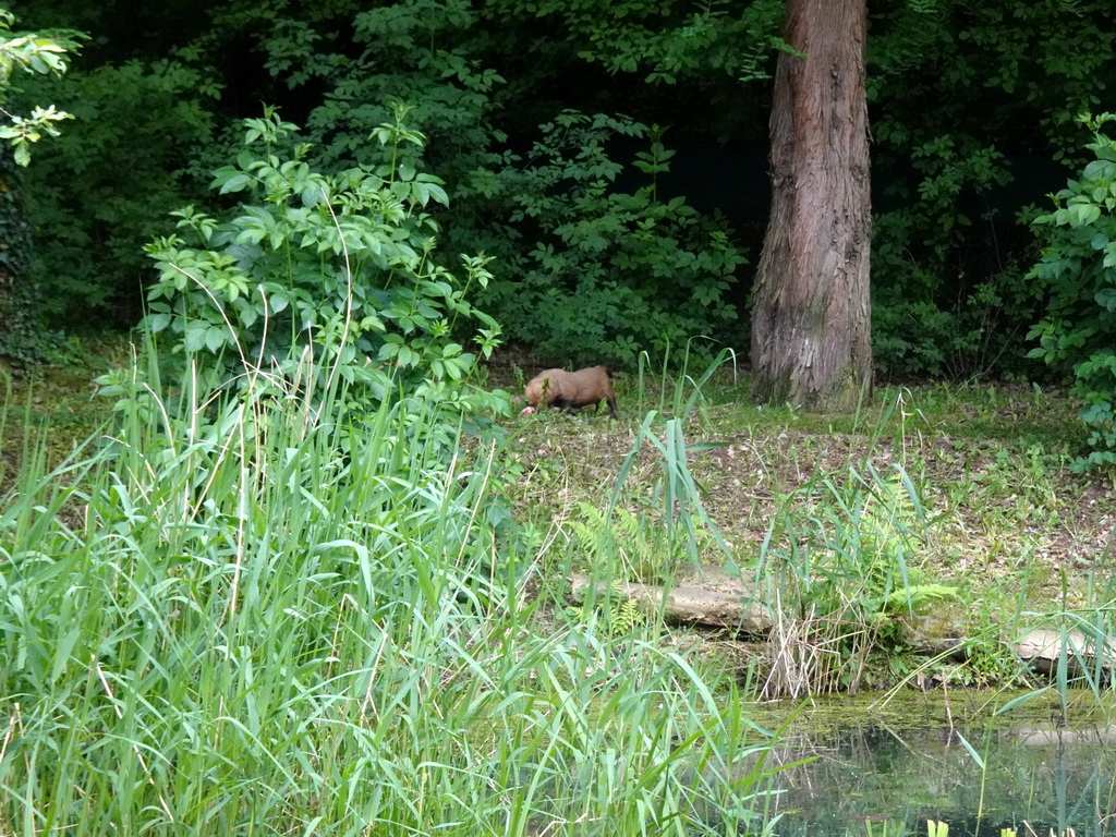 Bush Dog at the Rainforest area at the GaiaZOO