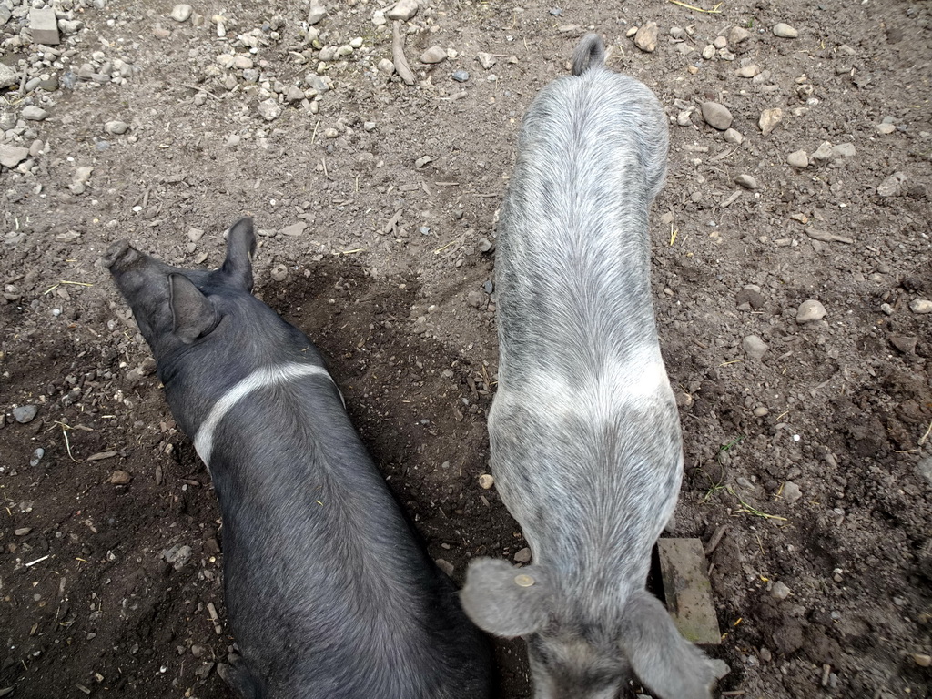 Pigs at the petting zoo at the Limburg area at the GaiaZOO