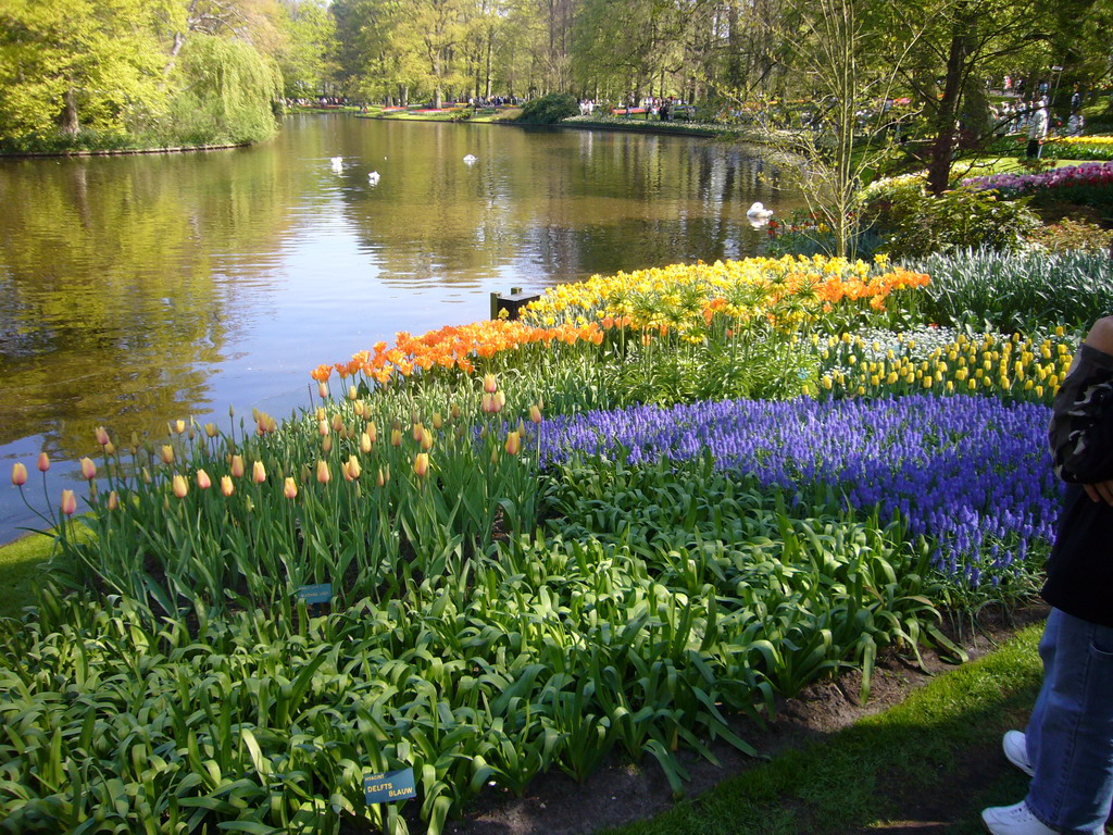 Flowers and the central lake of the Keukenhof park
