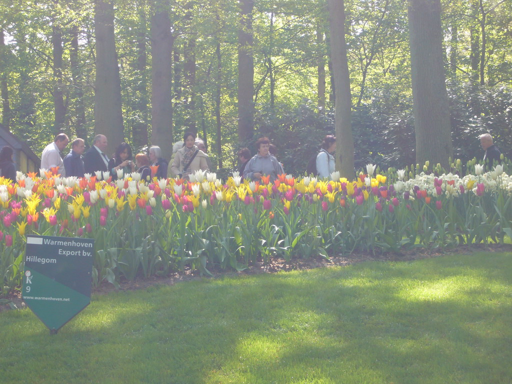 Flowers in a grassland near the central lake of the Keukenhof park