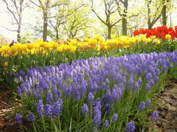 Red and yellow tulips and blue flowers in a grassland near the central lake of the Keukenhof park