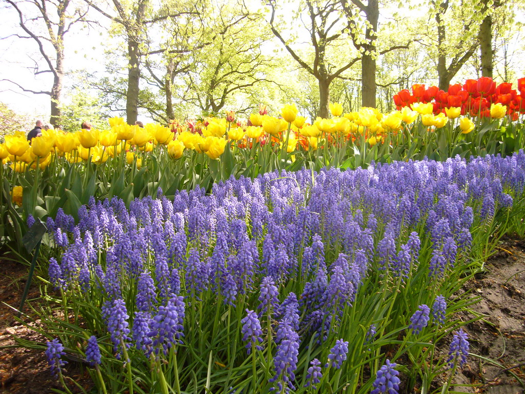 Red and yellow tulips and blue flowers in a grassland near the central lake of the Keukenhof park