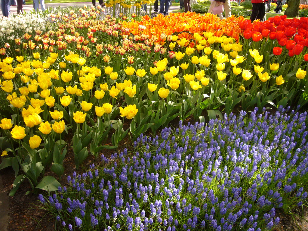 Red, orange and yellow tulips and blue flowers in a grassland near the central lake of the Keukenhof park