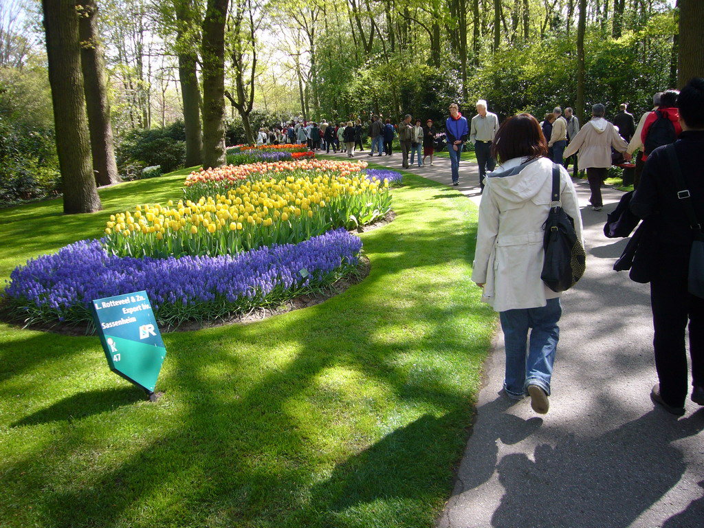 Miaomiao with red-white and yellow tulips and blue flowers in a grassland near the central lake of the Keukenhof park