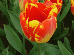 Red-yellow tulips in a grassland near the central lake of the Keukenhof park