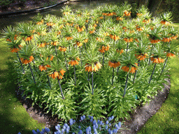 Orange flowers and a stream at the Keukenhof park