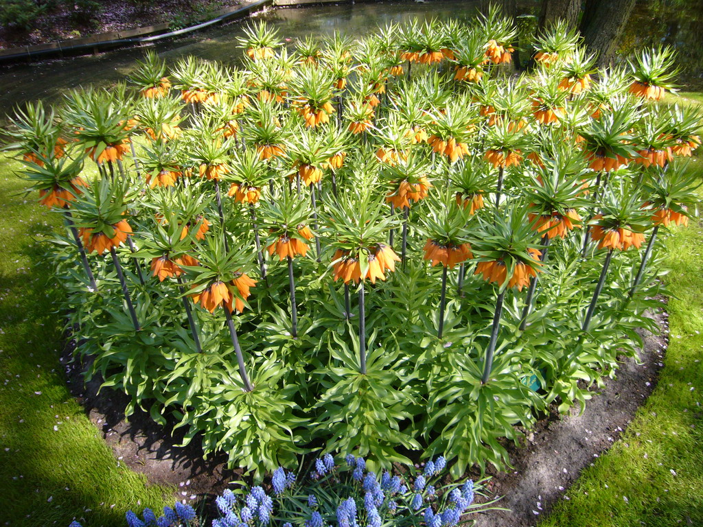 Orange flowers and a stream at the Keukenhof park