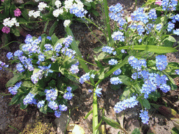 Blue flowers near the Oranje Nassau pavilion at the Keukenhof park
