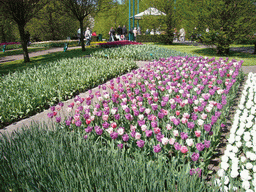 Purple and white roses in a grassland near the central lake of the Keukenhof park