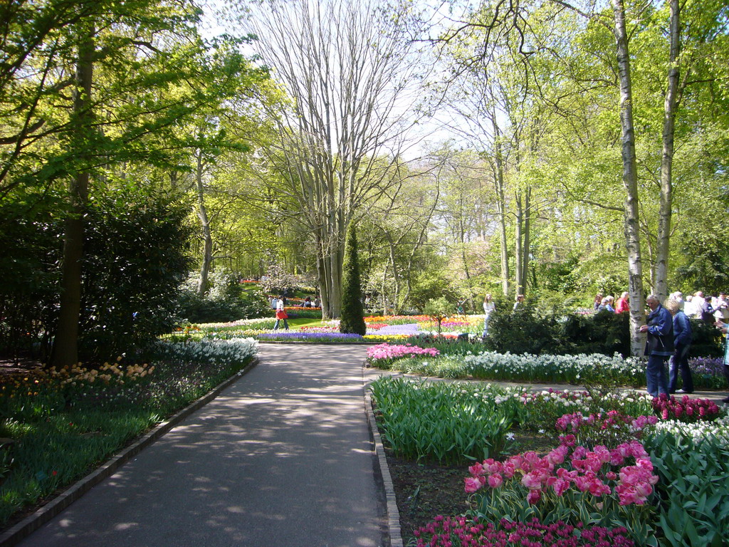 Trees and flowers near the central lake of the Keukenhof park
