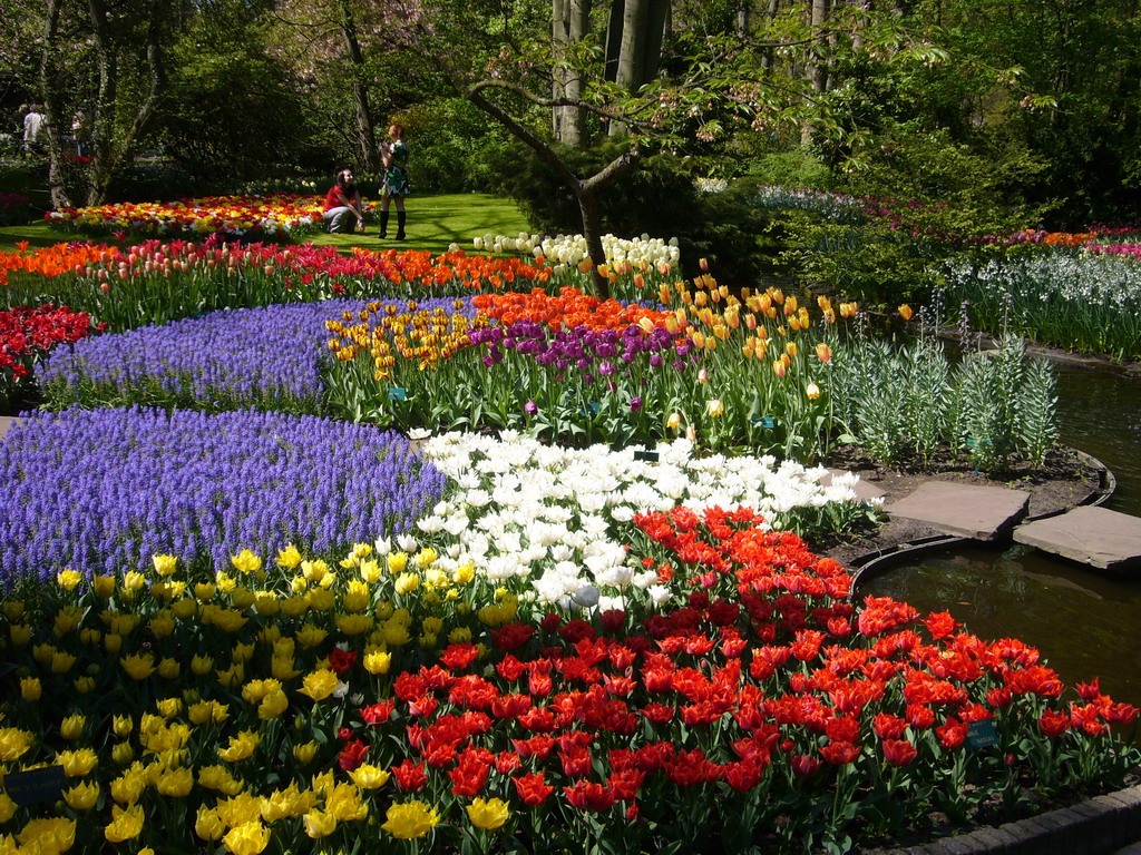 Flowers in many colours in a grassland near the central lake of the Keukenhof park