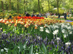 Flowers in many colours in a grassland near the central lake of the Keukenhof park