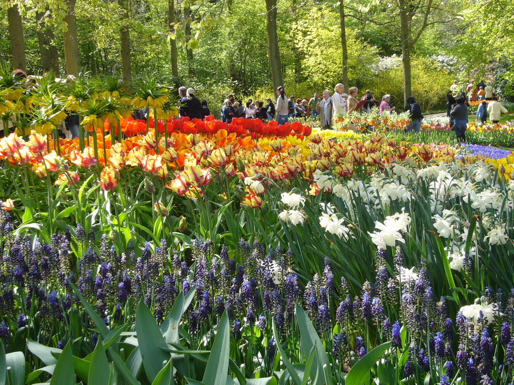 Flowers in many colours in a grassland near the central lake of the Keukenhof park