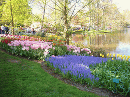 Flowers in many colours in a grassland and the central lake of the Keukenhof park