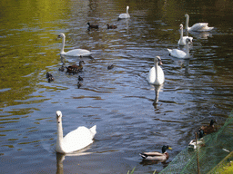 Swans and ducks in the central lake of the Keukenhof park