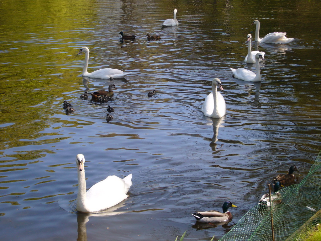 Swans and ducks in the central lake of the Keukenhof park