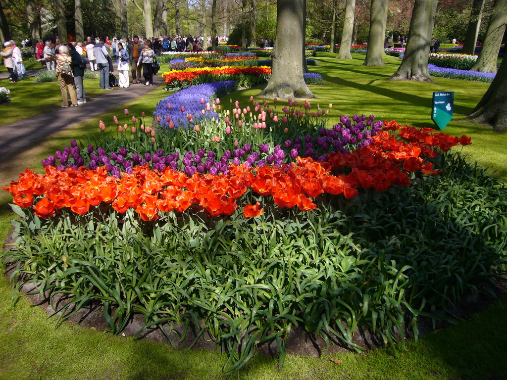 Flowers in many colours in a grassland near the central lake of the Keukenhof park