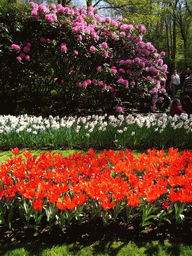 Red, white and purple flowers in a grassland near the central lake of the Keukenhof park