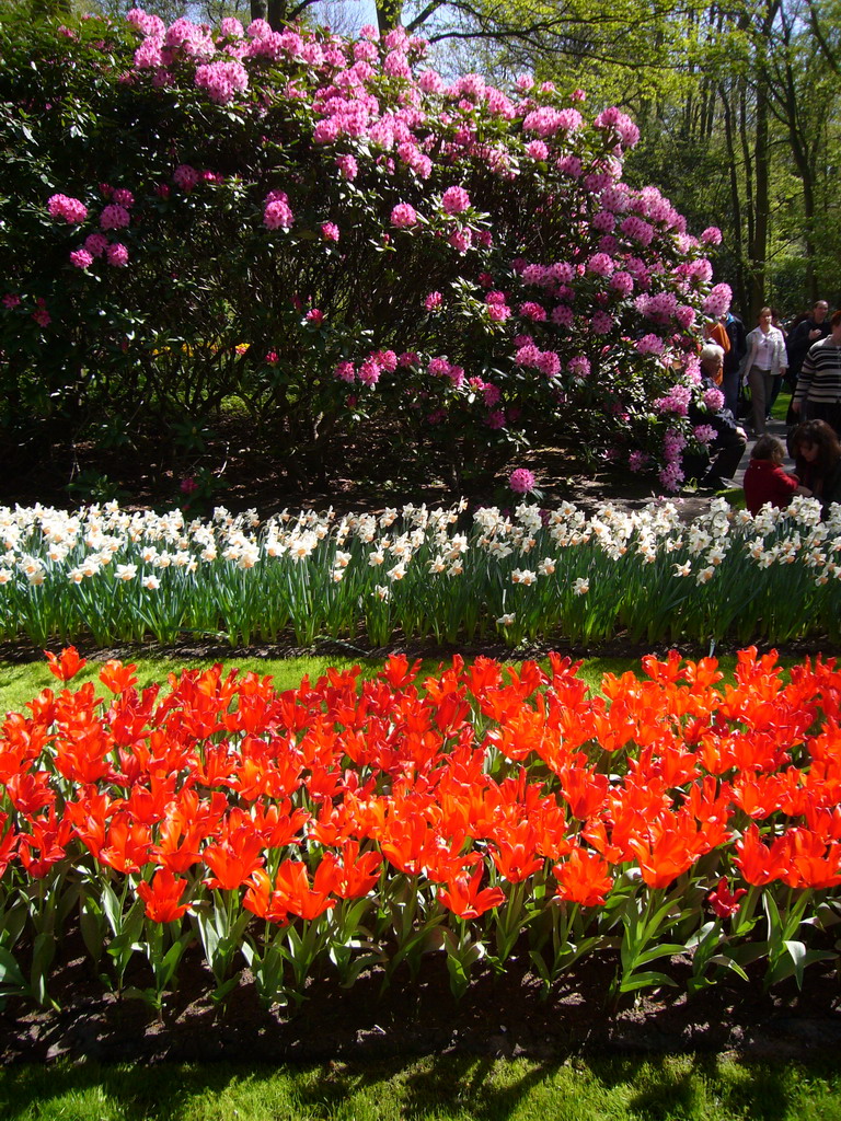 Red, white and purple flowers in a grassland near the central lake of the Keukenhof park