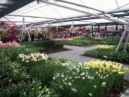 Interior of the Willem Alexander pavilion at the Keukenhof park