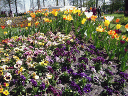 Flowers in many colours in a grassland at the northeast side of the Keukenhof park