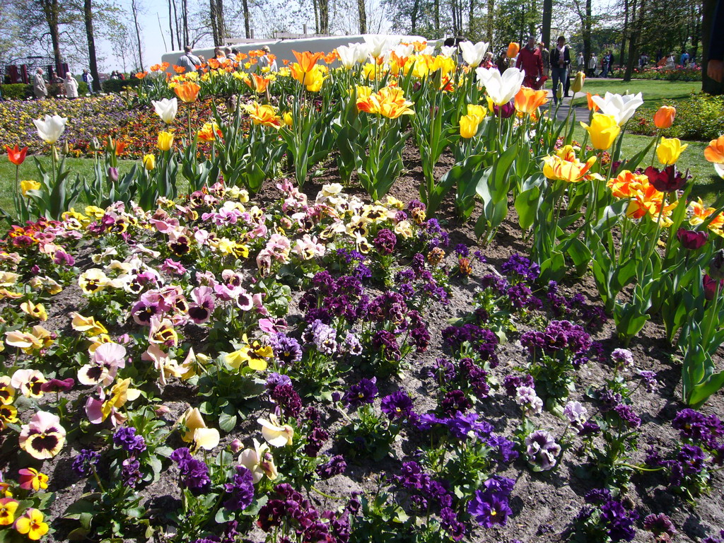 Flowers in many colours in a grassland at the northeast side of the Keukenhof park