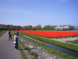 Miaomiao with a field with red tulips near Lisse
