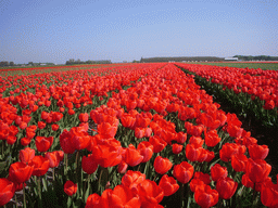 Field with red tulips near Lisse