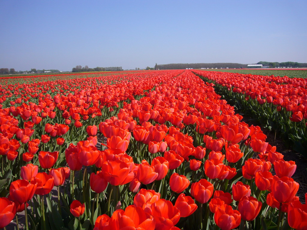 Field with red tulips near Lisse